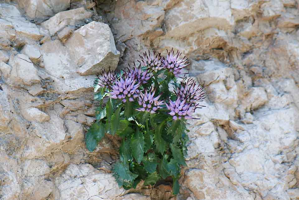 Physoplexis comosa   / Raponzolo di roccia